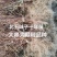 北五味子苗辽宁抚顺新宾直供，自家苗木基地，支持随时验货。