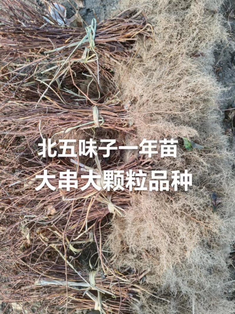 北五味子苗辽宁抚顺新宾直供，自家苗木基地，支持随时验货。