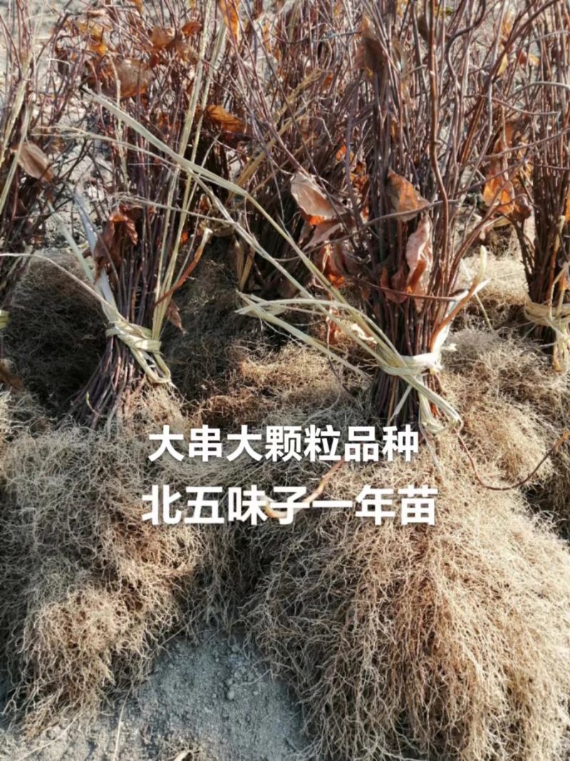 北五味子苗辽宁抚顺新宾直供，自家苗木基地，支持随时验货。