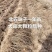 北五味子苗辽宁抚顺新宾直供，自家苗木基地，支持随时验货。