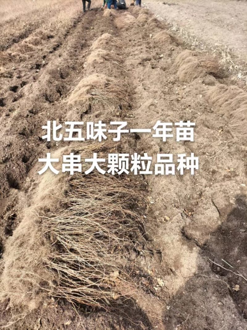 北五味子苗辽宁抚顺新宾直供，自家苗木基地，支持随时验货。