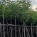 红花风铃木