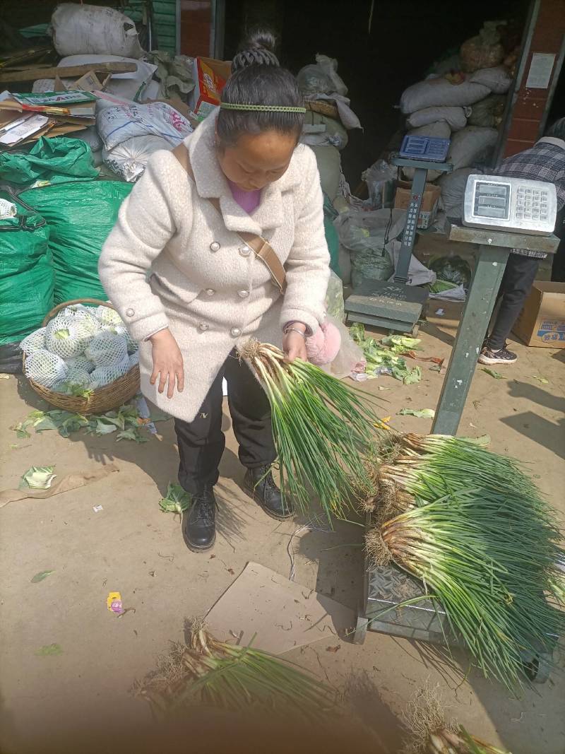 新鲜分葱甜葱嫩葱大葱可栽培四季分葱种苗本地葱葱苗葱根