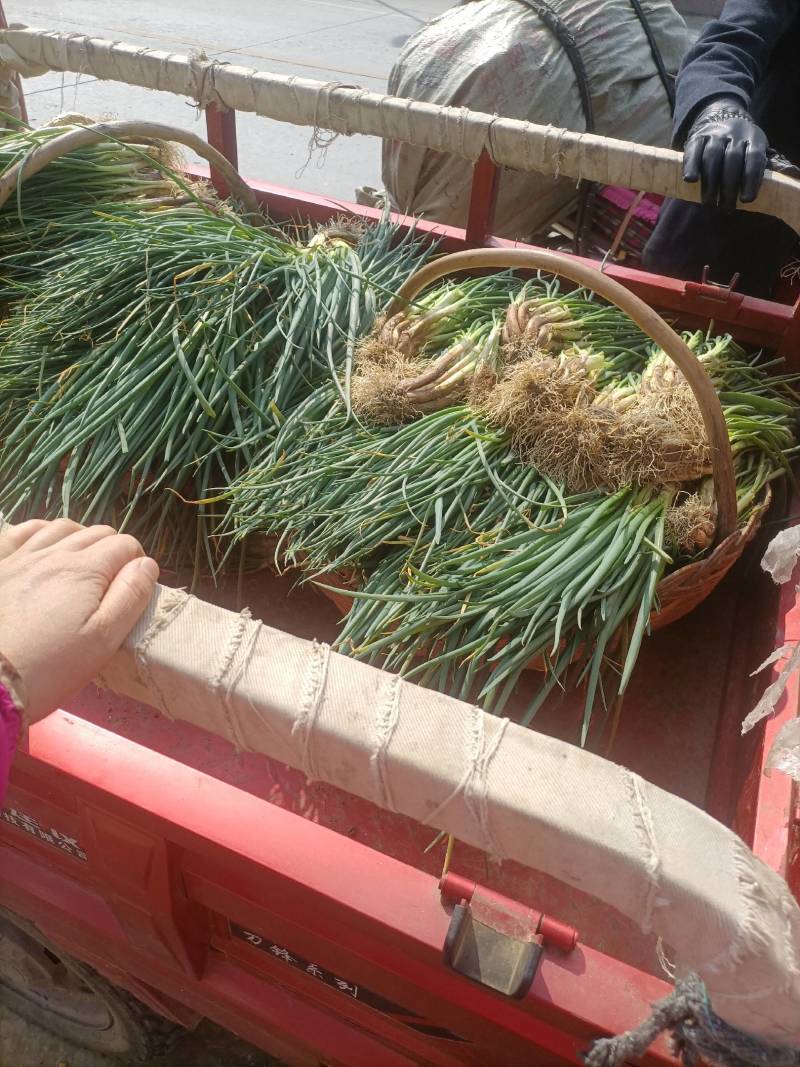 新鲜分葱甜葱嫩葱大葱可栽培四季分葱种苗本地葱葱苗葱根