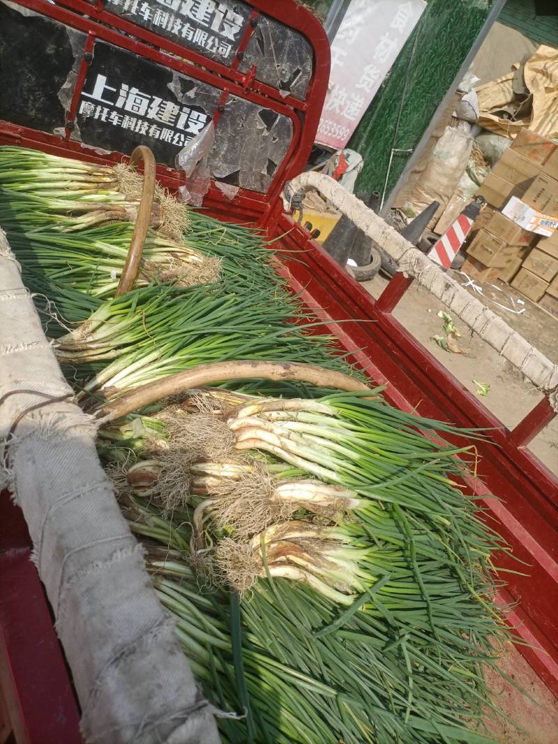 新鲜分葱甜葱嫩葱大葱可栽培四季分葱种苗本地葱葱苗葱根