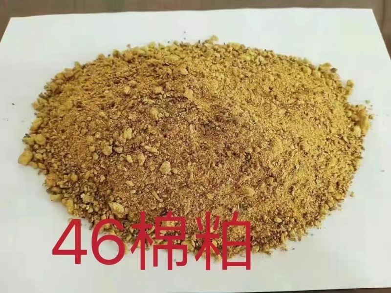 棉粕蛋白46动物蛋白饲料，保证好质量全国发货