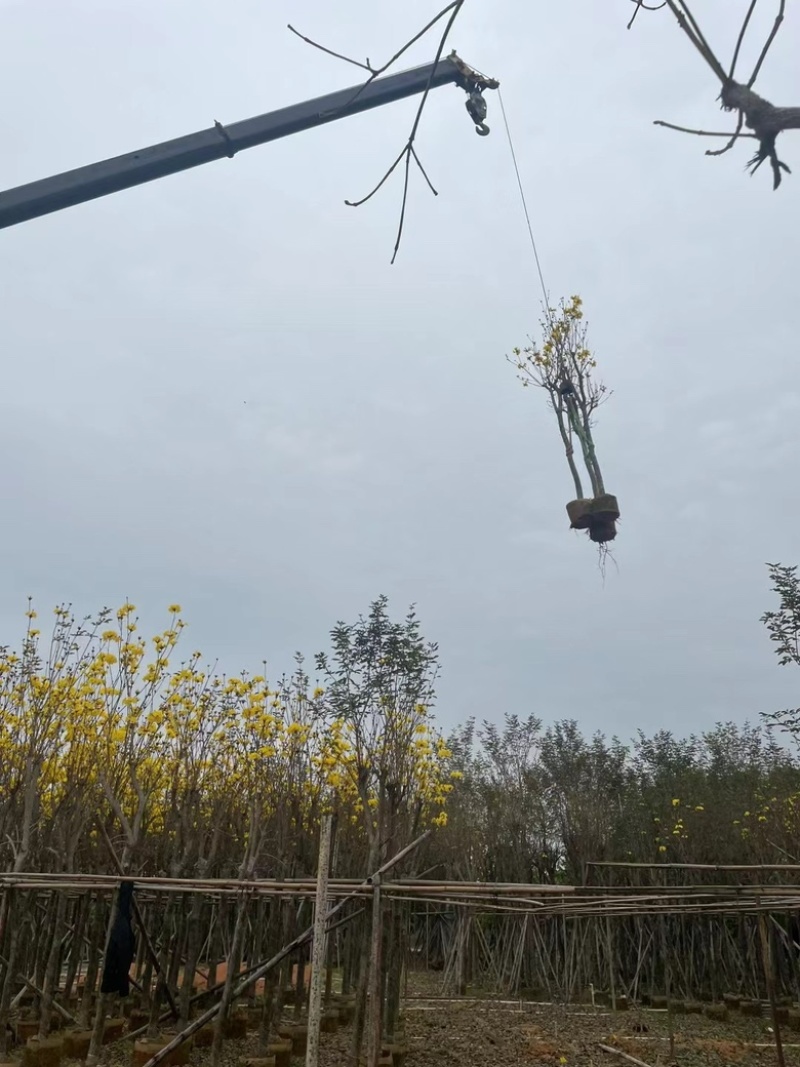 多花黄花风铃木