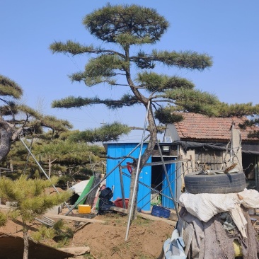高度四米弯杆造型松