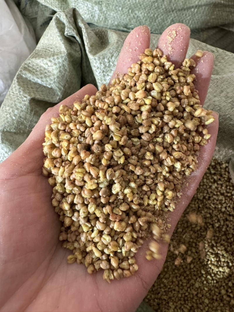 苦荞苦荞茶保庆药业黄苦荞实拍发货图