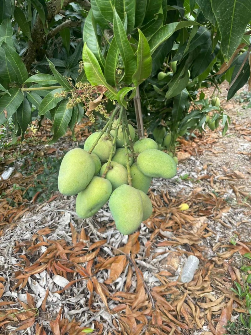 精品小台芒海南小台芒大量上市全国发货