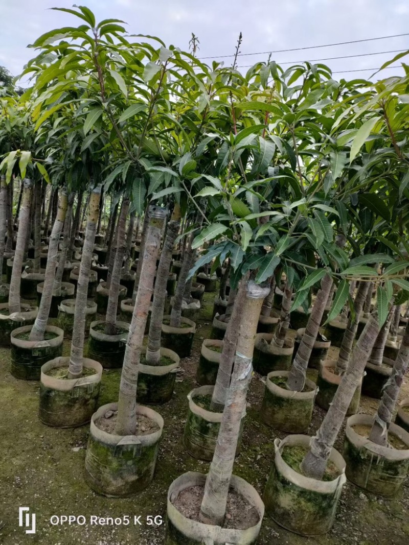芒果树