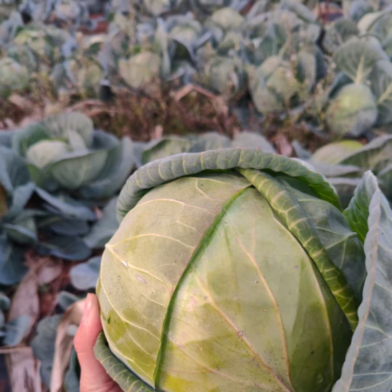 加工厂货，大量现货