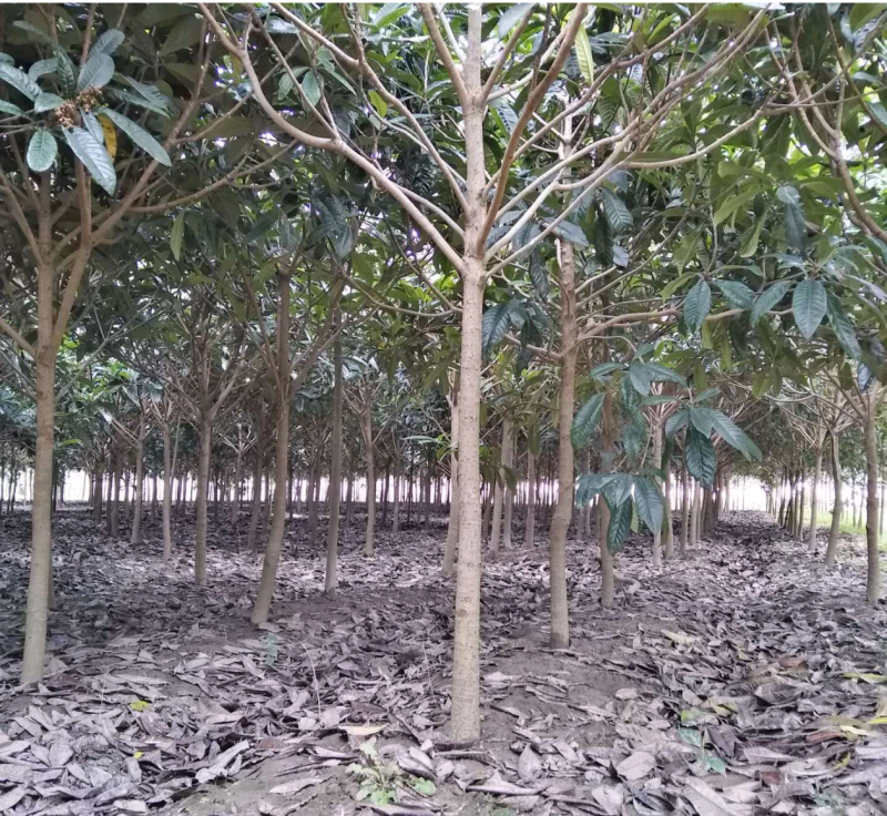 精品枇杷