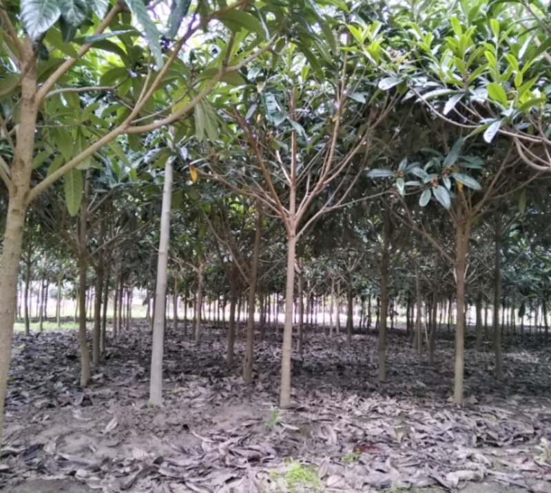 精品枇杷