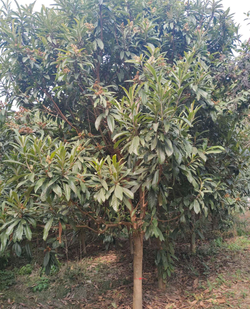 精品枇杷
