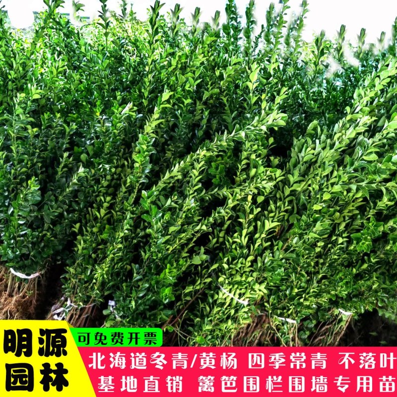 冬青苗黄杨苗