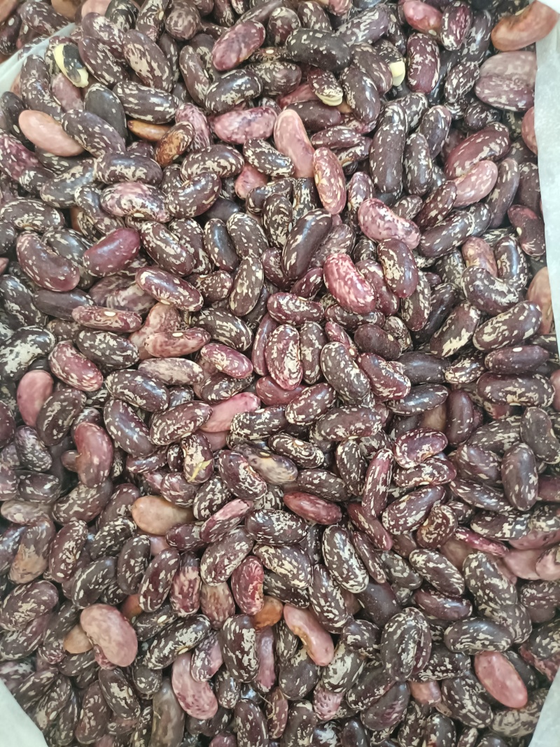 四季豆（花红豆）