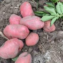 青薯9土豆|新土豆|红皮土豆|黄心土豆