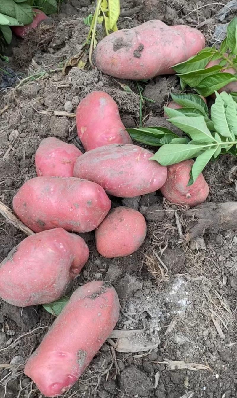 青薯9土豆|新土豆|红皮土豆|黄心土豆