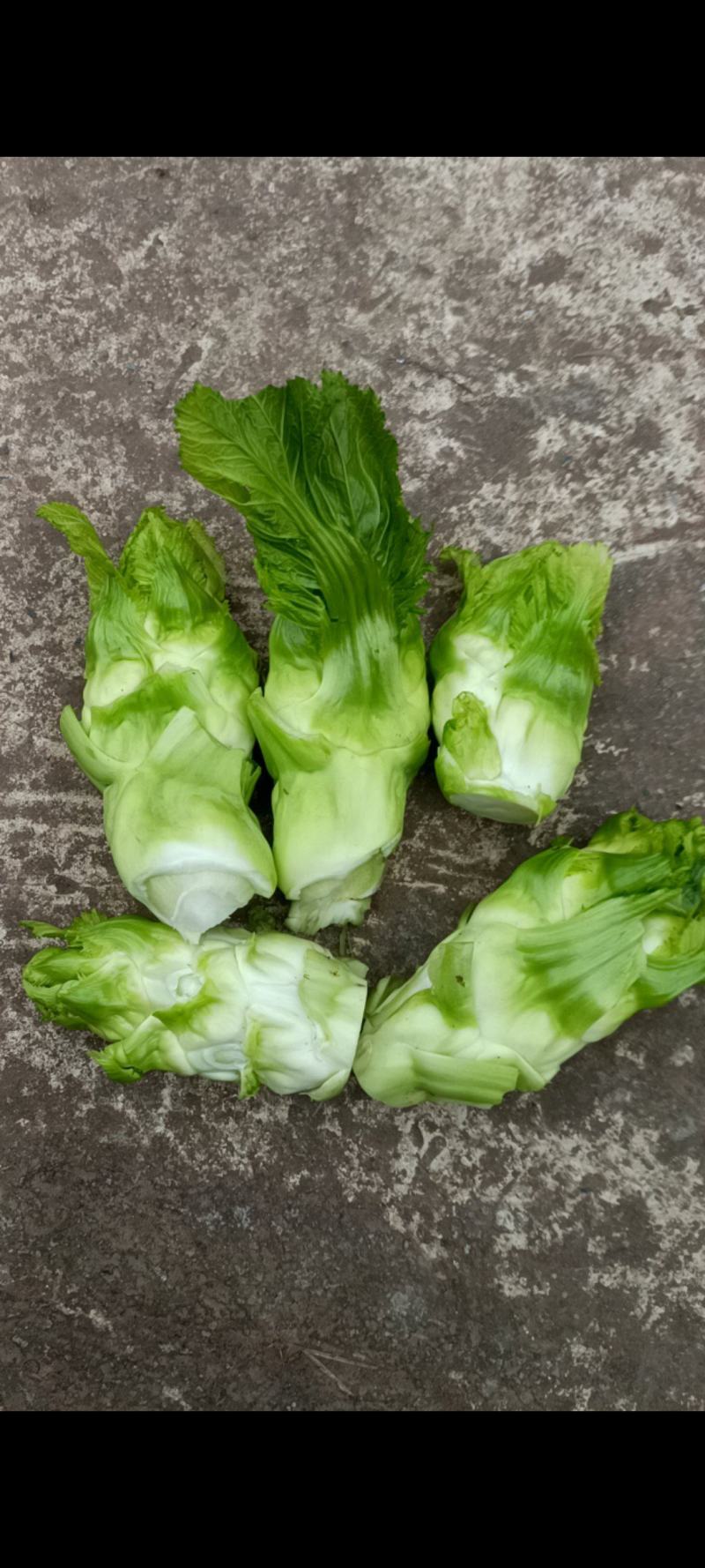 儿菜千亩基地直发电商货量大从优