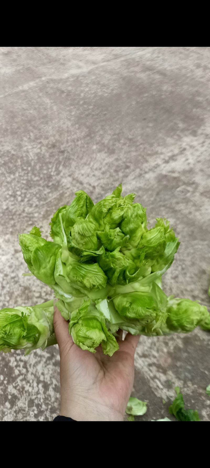 儿菜千亩基地直发电商货量大从优