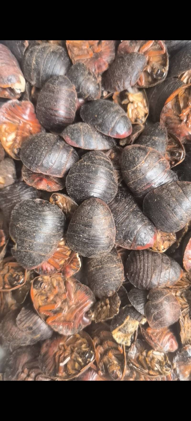 土元精品水洗烘干土鳖虫选关书药业批发中药材