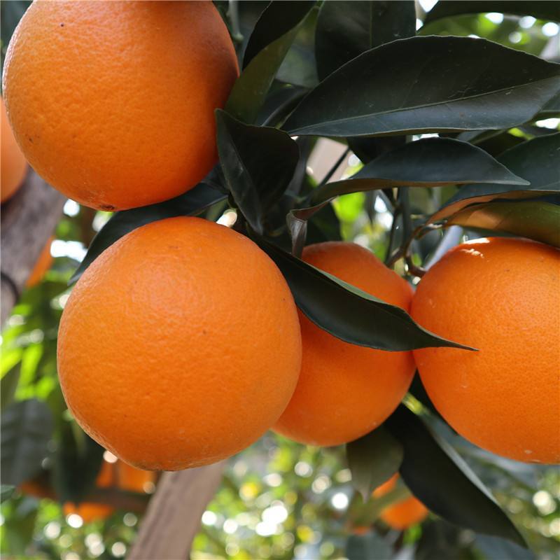 伦晚中华红血橙塔罗科血橙甜橙个大皮薄可对接各种市场商超