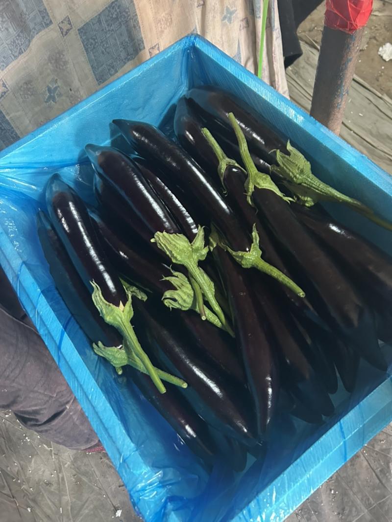 【精品】紫茄长茄新鲜上市大量有货，基地直发，电商供货。