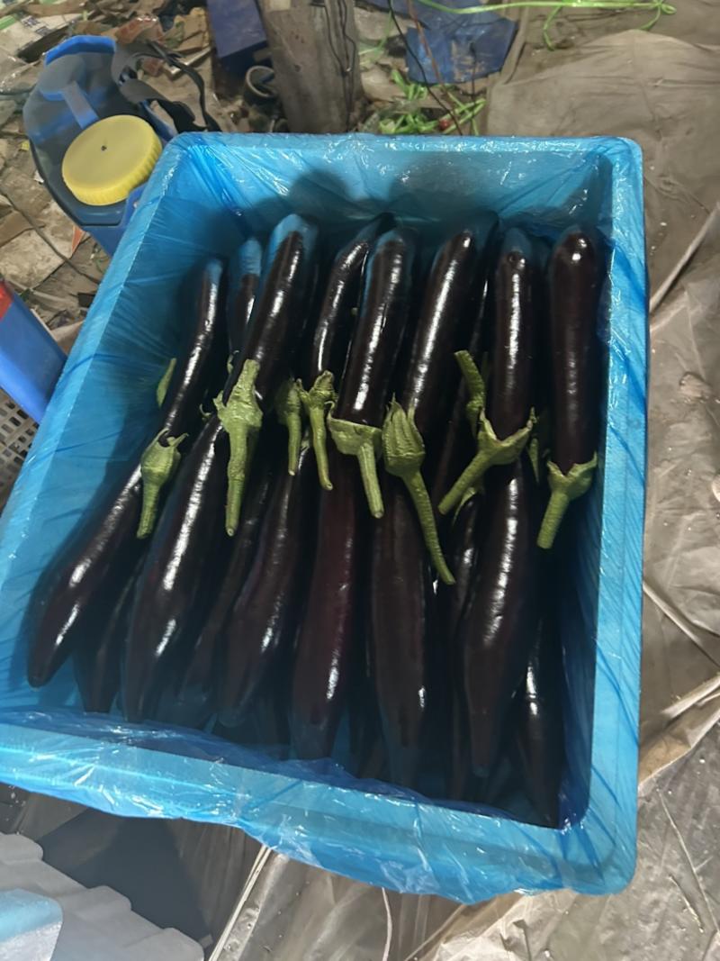 【精品】紫茄长茄新鲜上市大量有货，基地直发，电商供货。
