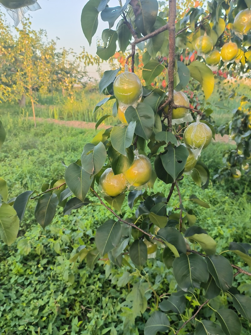 隰县玉露香梨，产地直发