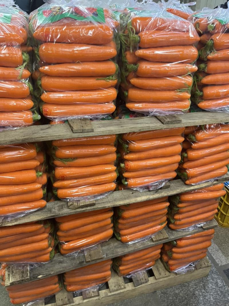 河南新苗胡萝卜中条大条商超供货各种规格