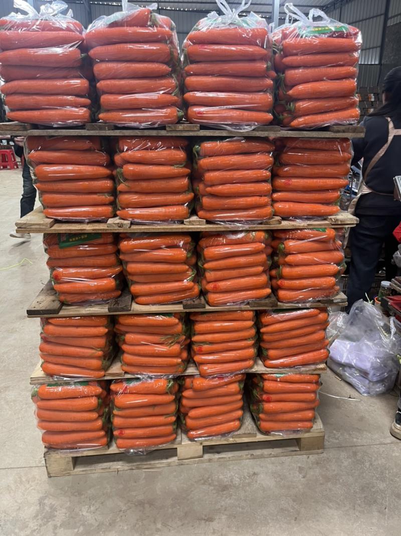 福建翔安区精品胡萝卜中条大条商超供货各种规格