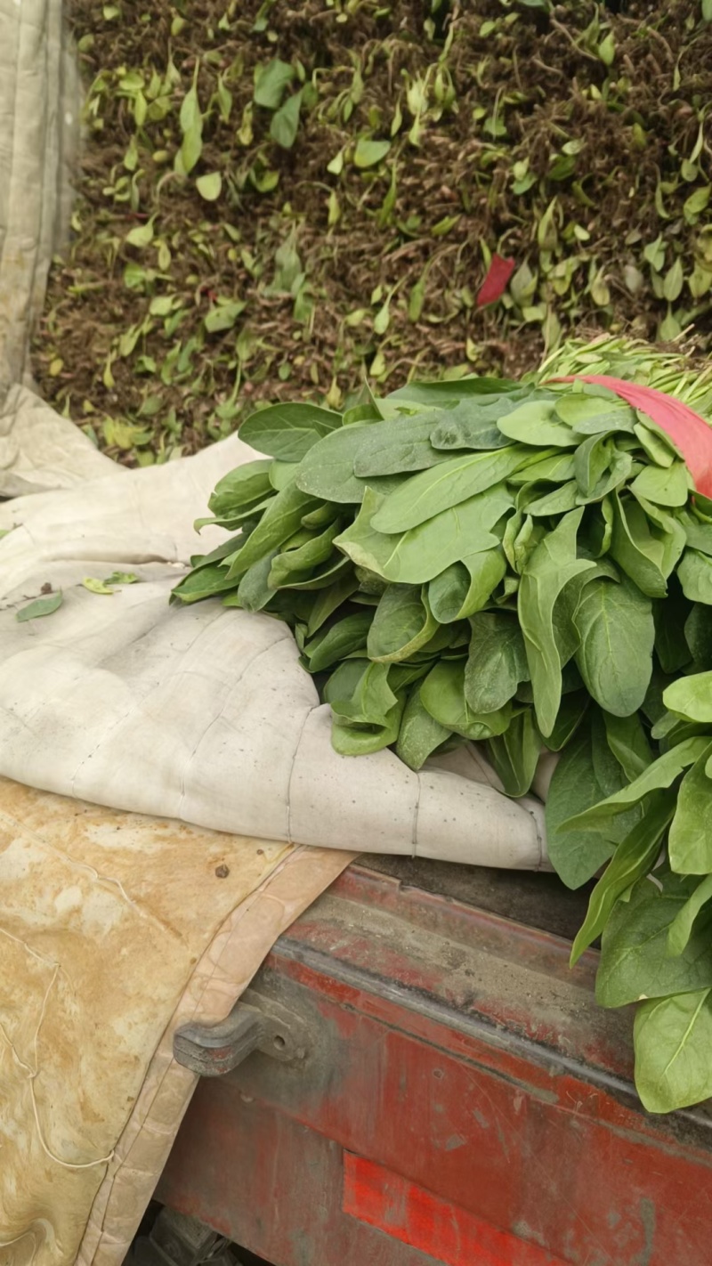 邯郸市永年县小叶高杆菠菜，产地一手货源量大从优