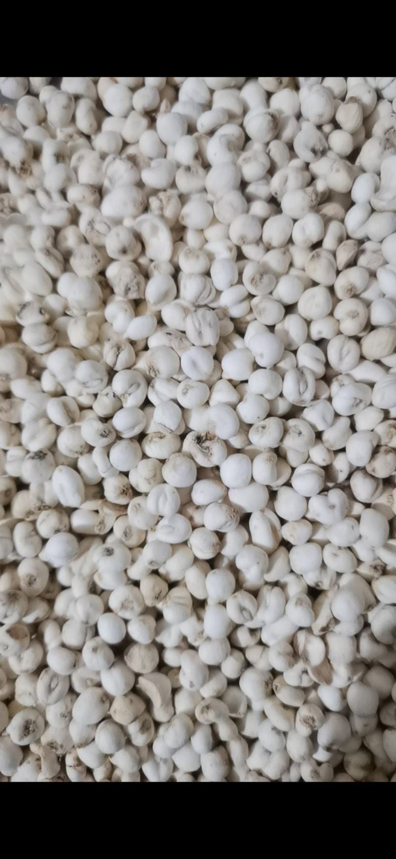 贝母东北平贝母豆贝规格齐全泽润中药批发
