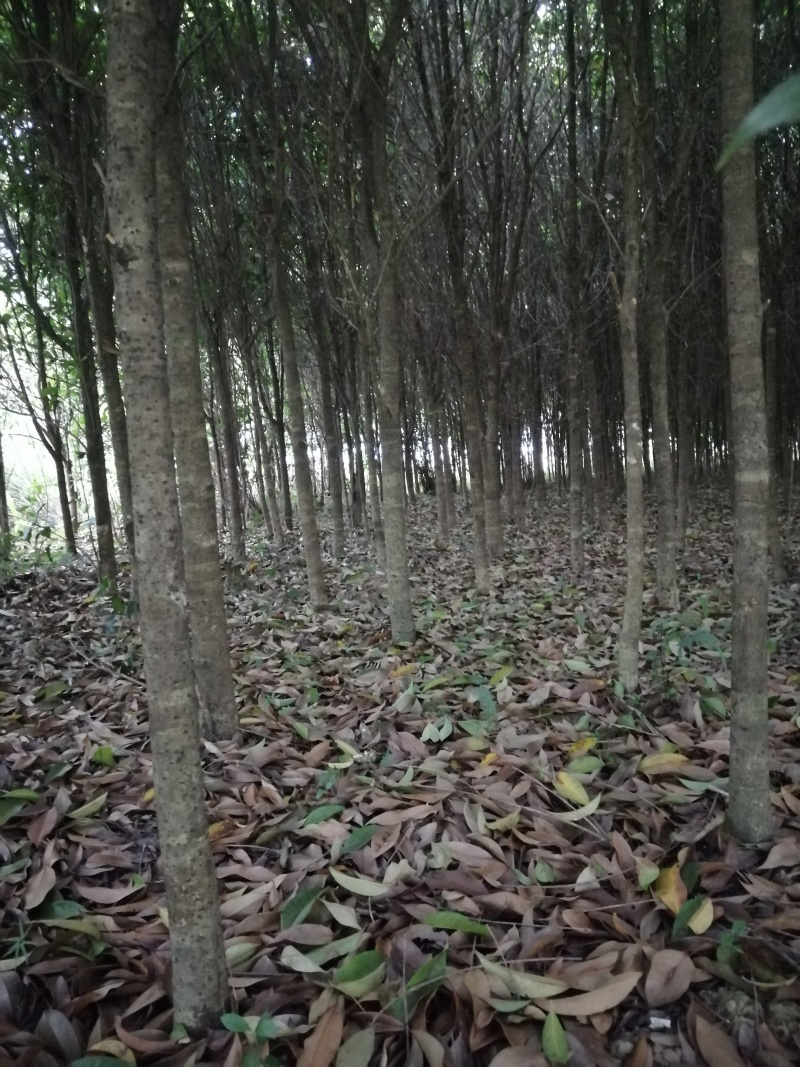 因场地转包，特价处理一批桂花树，给钱就卖