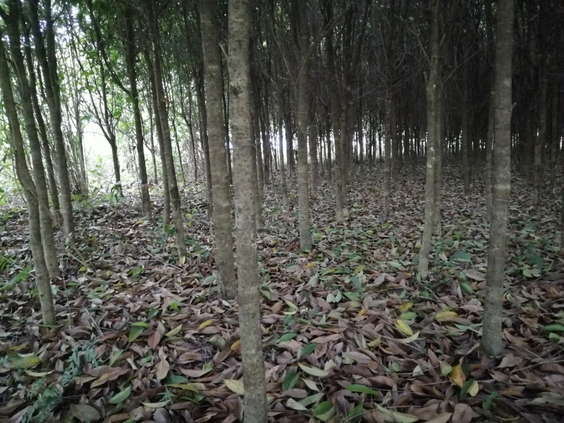 因场地转包，特价处理一批桂花树，给钱就卖