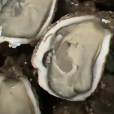 精品生蚝