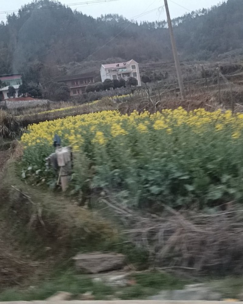 油菜籽