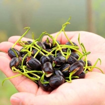 碗莲种四季开花水培水养绿植碗莲种七彩五颜六色