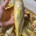 深海黄花鱼新鲜冷冻小黄花鱼2-3条/盒，大黄花鱼1斤/条