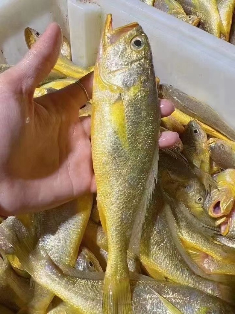 深海黄花鱼新鲜冷冻小黄花鱼2-3条/盒，大黄花鱼1斤/条