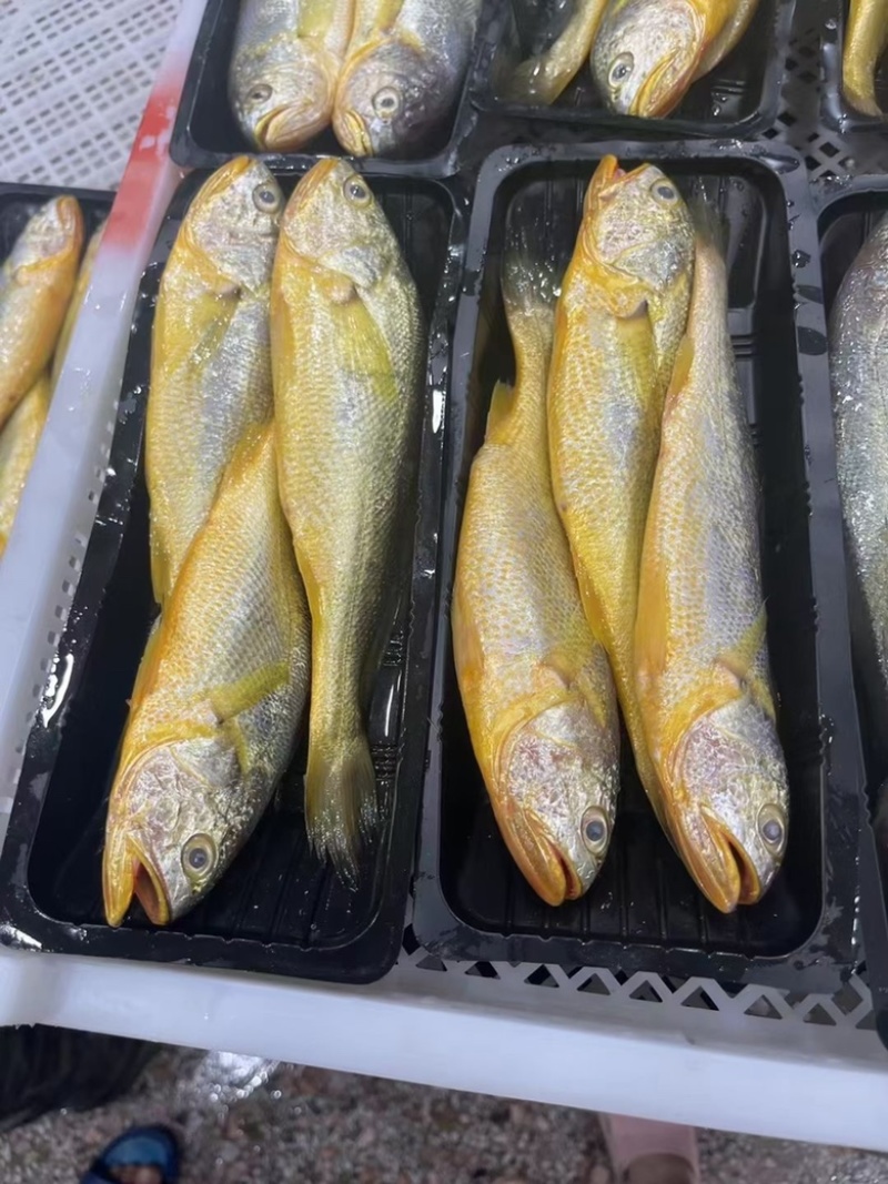深海黄花鱼新鲜冷冻小黄花鱼2-3条/盒，大黄花鱼1斤/条