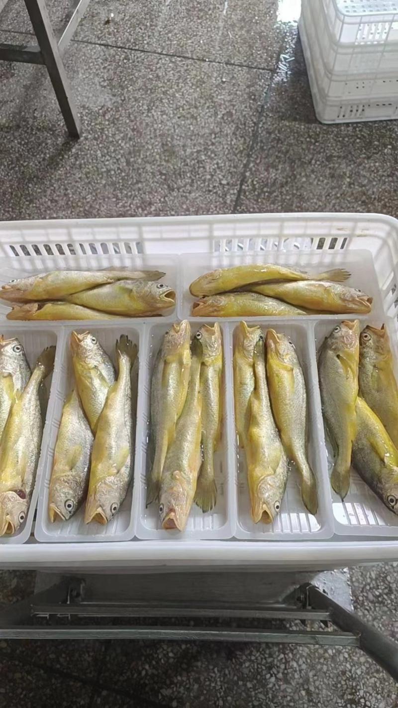 深海黄花鱼新鲜冷冻小黄花鱼2-3条/盒，大黄花鱼1斤/条