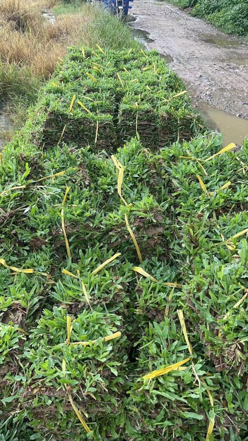 大叶油草
