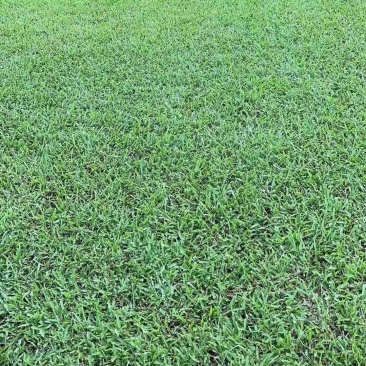大叶油草