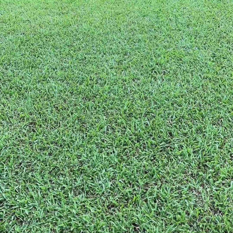 大叶油草