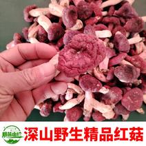 正宗野生红菇深山特产精选红蘑菇菇蕾一斤起批包邮