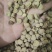 覆盆子选货不掺小的万信药业只做精品货