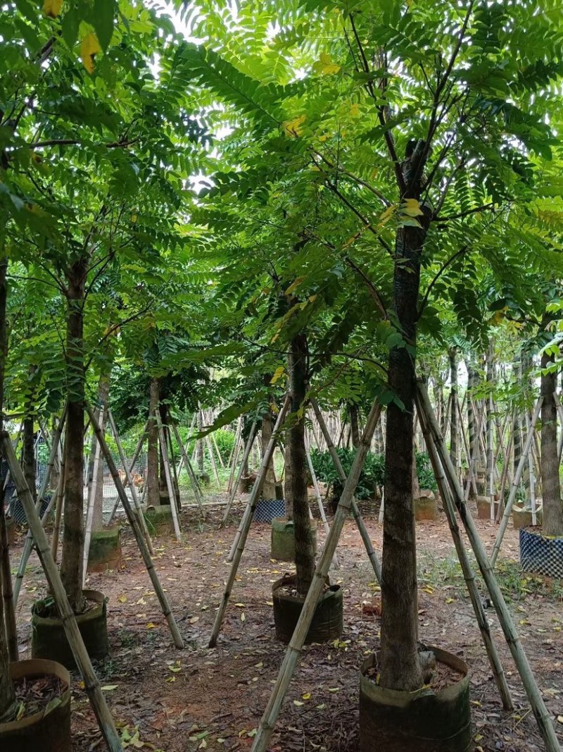 麻楝