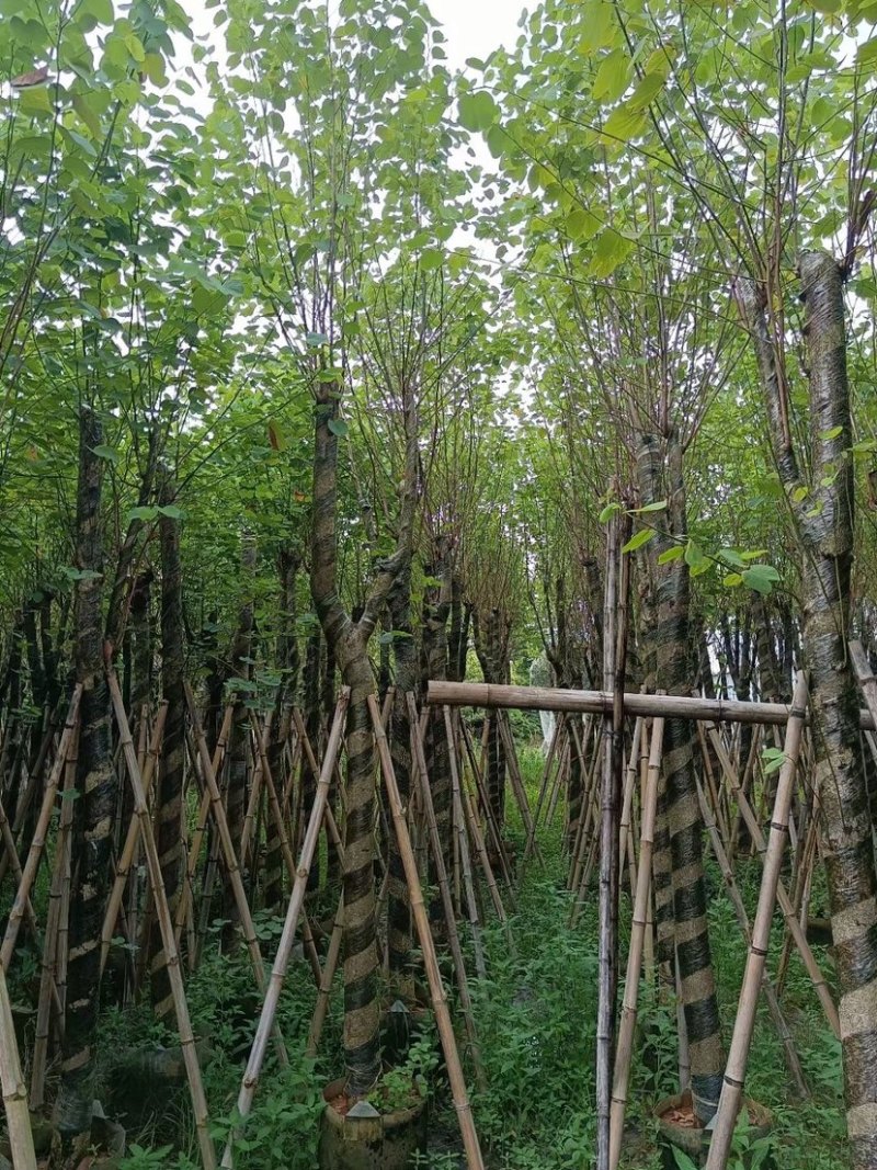 宫粉紫荆